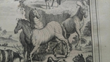 1747 Животные мыса Доброй Надежды (гравюра 19х26 Верже) СерияАнтик, фото №9