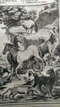 1747 Животные мыса Доброй Надежды (гравюра 19х26 Верже) СерияАнтик, фото №11
