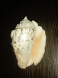 Морская раковина ракушка Стромбус лентигинозус 75мм, фото №7