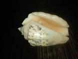 Морская раковина ракушка Стромбус лентигинозус 75мм, фото №2