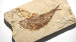 Скам'янілі риби армігатус, Лівія, фото №2