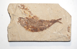 Скам'янілі риби армігатус, Лівія, фото №5
