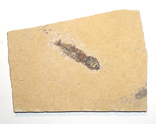 Скам'яніла риба палеогенового періоду з Франції, фото №4