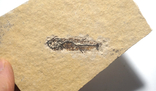 Скам'яніла риба палеогенового періоду з Франції, фото №6
