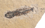 Скам'яніла риба палеогенового періоду з Франції, фото №7