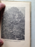  Никитский ботанический сад Крымиздат  1956 год, фото №6