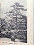  Никитский ботанический сад Крымиздат  1956 год, фото №8