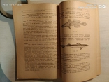 Н.А.Закоровський "Життя чорного моря" держ.видавництво України 1928, фото №8