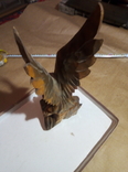 Большой орел с орленком, фото №5
