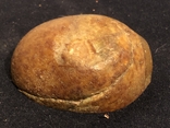 Камень в форме киви и кокоса, фото №13