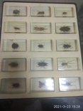 Коллекция насекомых, фото №2