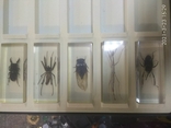 Коллекция насекомых, фото №5