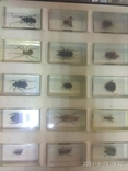 Коллекция насекомых, фото №3