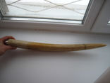 Клык моржа (1), вес - 1.6 кг., длина - 54 - 55 см., фото №7