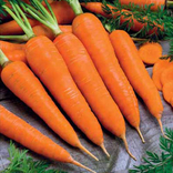 Насіння морква Королева Осені 15 гр 200054, фото №3