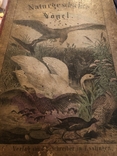 Большой немецкий Атлас Фауны .1866 г., фото №13