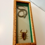 Скорпион + змея под стеклом, photo number 3