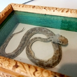 Скорпион + змея под стеклом, photo number 5