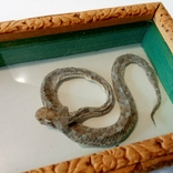 Скорпион + змея под стеклом, фото №8