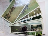 Набор открыток "Заповедник Аскания-Нова" 2 комплекта, фото №4
