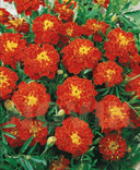 Насіння квіти Чорнобривці Кармен 0,3 г 200387, numer zdjęcia 3