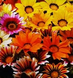 Насіння квіти Газанія гібридна Сонячне Сяйво 0,1 г 200472, фото №3