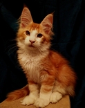 Котенок Мейн-Kун, фото №2