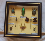Девять экзотических жуков в рамке, фото №2