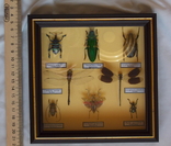 Девять экзотических жуков в рамке, фото №4