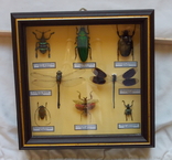 Девять экзотических жуков в рамке, фото №5