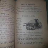 Азбука-сеятель 1915. гонимая Клавдия Лукашевич, фото №5