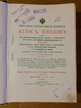 Атлас плодов А.С. Гребницкий 1906 г все 4 выпуска в одной книге, фото №11