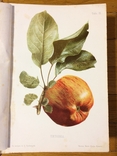 Атлас плодов А.С. Гребницкий 1906 г все 4 выпуска в одной книге, фото №13