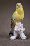 Karl Ens Фарфоровая статуэтка Птичка Германия 1930 гг, фото №3