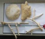 Три вида коралів., фото №5