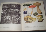 Жизнь растений в шести томах. (Под ред. проф. М. В. Горленко), фото №8
