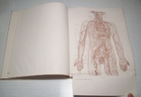 Венозная система человека. (Злотников), фото №5