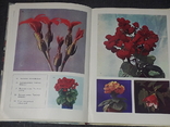 Д. Ф. Юхимчук - Комнатное цветоводство 1979 год, фото №6