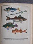 Настольная книга рыболов-спортсмена, фото №5