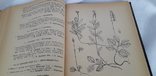 Определитель высших растений Сахалина и Курильских островов (Тираж 2200 экземпляров), фото №6