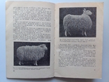 1966 Мясо-шерстное овцеводство. Буйлов С.В., Курганский В.М., фото №7