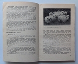 1966 Мясо-шерстное овцеводство. Буйлов С.В., Курганский В.М., фото №8