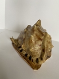 Большая морская раковина, Cassis tuberosa, фото №3