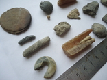 Marine fossils., photo number 3