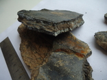 Fragments of a fossilized mammoth tooth, photo number 5