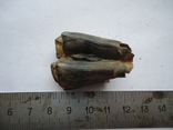 Petrified tooth of an animal, photo number 2