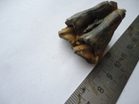 Petrified tooth of an animal, photo number 3