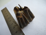 Petrified tooth of an animal, photo number 5