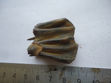 Petrified tooth of an animal, photo number 6