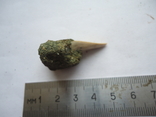 A fossilized shark tooth., photo number 4